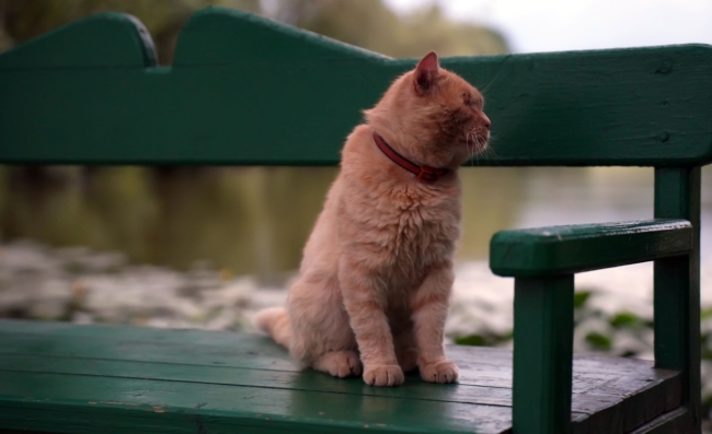 ÐÐ¾Ð»Ð¸ÑÐ¸Ñ Ð¢ÑÐ»ÑÑÐºÐ¾Ð¹ Ð¾Ð±Ð»Ð°ÑÑÐ¸ Ð½Ð°Ð¿Ð¾Ð¼Ð½Ð¸Ð»Ð° Ð¾ Ð¿ÑÐ°Ð²Ð¸Ð»Ð°Ñ ÑÐ¾Ð´ÐµÑÐ¶Ð°Ð½Ð¸Ñ Ð´Ð¾Ð¼Ð°ÑÐ½Ð¸Ñ Ð¶Ð¸Ð²Ð¾ÑÐ½ÑÑ