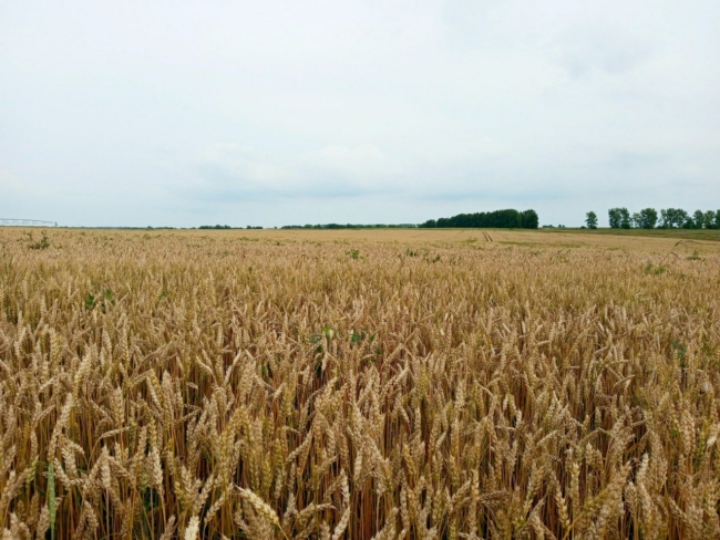 Ð ÐÐ»Ð°Ð²ÑÐºÐ¾Ð¼ ÑÐ°Ð¹Ð¾Ð½Ðµ ÑÐ¾Ð±Ð¸ÑÐ°ÑÑ ÑÑÐ¾Ð¶Ð°Ð¹ Ð¾Ð·Ð¸Ð¼Ð¾Ð¹ Ð¿ÑÐµÐ½Ð¸ÑÑ Ð¸ ÑÑÐ¼ÐµÐ½Ñ