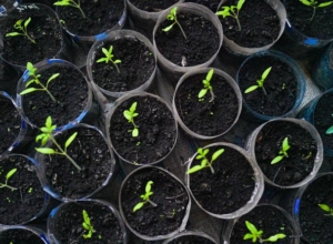 С 1 сентября в России запретят вести бизнес на дачных участках