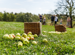 «Яблочная история» в «Ясной Поляне»: праздник, экскурсии и мастер-классы