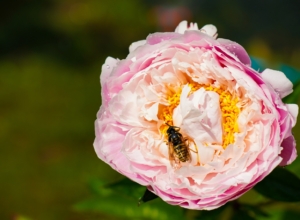 Красивые картинки с Медовым Спасом — 2025