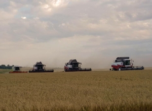 Тульская область на пути к успешному урожаю 2025 года: собрали первый миллион тонн зерна