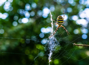 Ядовитые пауки-осы добрались до Тульской области: чем они опасны для человека