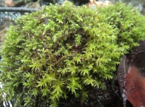 В Туле обнаружили краснокнижный мох