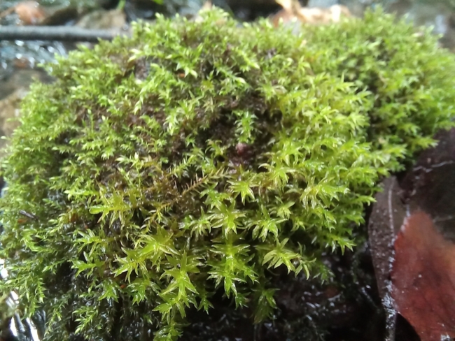 Ð Ð¢ÑÐ»Ðµ Ð¾Ð±Ð½Ð°ÑÑÐ¶Ð¸Ð»Ð¸ ÐºÑÐ°ÑÐ½Ð¾ÐºÐ½Ð¸Ð¶Ð½ÑÐ¹ Ð¼Ð¾Ñ