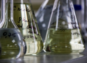 В Туле открылось мероприятие — спутник Конгресса молодых ученых