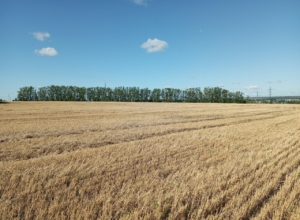 С начала уборочной кампании в Плавском районе собрали больше трети зерна и бобовых