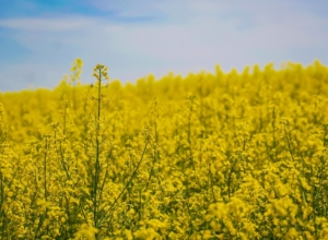 Поддержка в один клик: аграриям Тульской области представили новый сервис