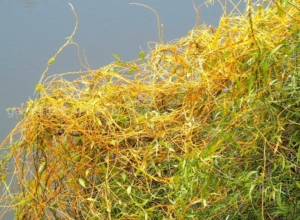 В Ефремовском районе обнаружили растение-«паразит» — введен карантин на 315 гектарах