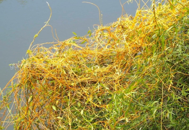 Ð ÐÑÑÐµÐ¼Ð¾Ð²ÑÐºÐ¾Ð¼ ÑÐ°Ð¹Ð¾Ð½Ðµ Ð¾Ð±Ð½Ð°ÑÑÐ¶Ð¸Ð»Ð¸ ÑÐ°ÑÑÐµÐ½Ð¸Ðµ-Â«Ð¿Ð°ÑÐ°Ð·Ð¸ÑÂ» â Ð²Ð²ÐµÐ´ÐµÐ½ ÐºÐ°ÑÐ°Ð½ÑÐ¸Ð½ Ð½Ð° 315 Ð³ÐµÐºÑÐ°ÑÐ°Ñ