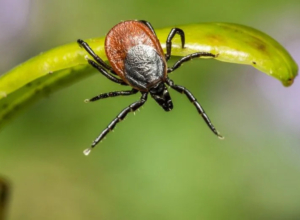 В Тульской области выросло число укусов клещей: пострадали более 3 тысяч человек