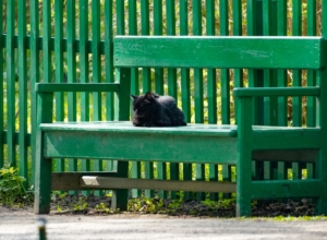 Выходные в Туле будут ясными: температура до +22° и легкий ветер
