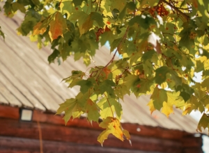 Сначала — ненастье, потом — бабье лето: сделан прогноз для Центральной России