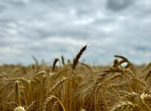 На Тульской земле вырос урожай: зерно, рапс и картофель дают рекорды