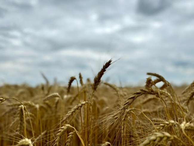 ÐÐ° Ð¢ÑÐ»ÑÑÐºÐ¾Ð¹ Ð·ÐµÐ¼Ð»Ðµ Ð²ÑÑÐ¾Ñ ÑÑÐ¾Ð¶Ð°Ð¹: Ð·ÐµÑÐ½Ð¾, ÑÐ°Ð¿Ñ Ð¸ ÐºÐ°ÑÑÐ¾ÑÐµÐ»Ñ Ð´Ð°ÑÑ ÑÐµÐºÐ¾ÑÐ´Ñ