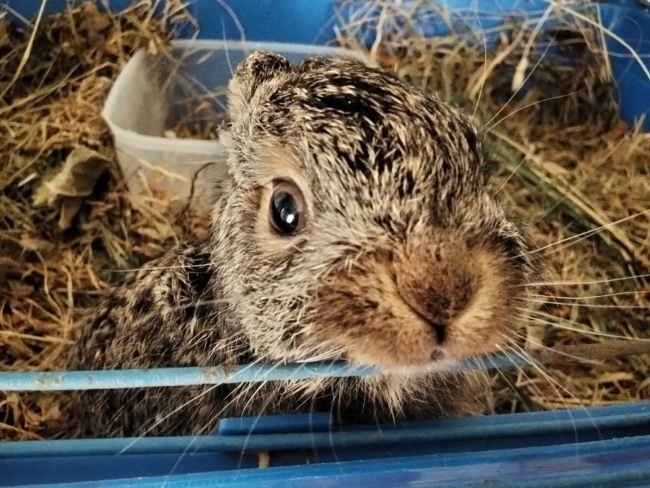 Ð¢ÑÐ»ÑÑÐºÐ¸Ðµ Ð²Ð¾Ð»Ð¾Ð½ÑÐµÑÑ ÑÐ¿Ð°ÑÐ»Ð¸ Ð¸ÑÑÐ¾ÑÐµÐ½Ð½Ð¾Ð³Ð¾ Ð·Ð°Ð¹ÑÐ¾Ð½ÐºÐ° Ð²ÐµÑÐ¾Ð¼ 141 Ð³ÑÐ°Ð¼Ð¼