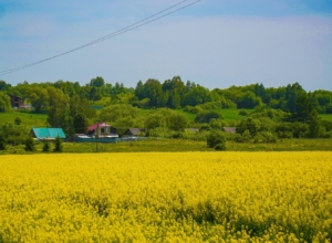 Туляк забросил 187 гектаров сельхозземель и получил административный штраф