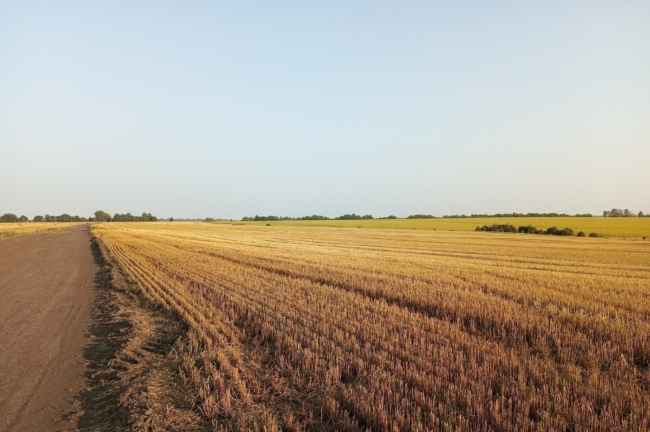 Ð ÐÐ»Ð°Ð²ÑÐºÐ¾Ð¼ ÑÐ°Ð¹Ð¾Ð½Ðµ ÑÐ±ÑÐ°Ð½Ð¾ Ð±Ð¾Ð»ÐµÐµ 60% Ð·ÐµÑÐ½Ð¾Ð²ÑÑ â Ð½Ð°Ð¼Ð¾Ð»Ð¾ÑÐµÐ½Ð¾ ÑÐ¶Ðµ 135 ÑÑÑÑÑ ÑÐ¾Ð½Ð½