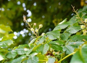 Тульский предприниматель торговал саженцами неизвестного происхождения