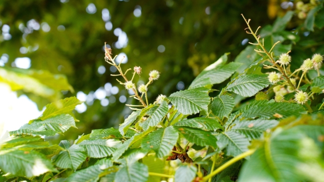 Ð¢ÑÐ»ÑÑÐºÐ¸Ð¹ Ð¿ÑÐµÐ´Ð¿ÑÐ¸Ð½Ð¸Ð¼Ð°ÑÐµÐ»Ñ ÑÐ¾ÑÐ³Ð¾Ð²Ð°Ð» ÑÐ°Ð¶ÐµÐ½ÑÐ°Ð¼Ð¸ Ð½ÐµÐ¸Ð·Ð²ÐµÑÑÐ½Ð¾Ð³Ð¾ Ð¿ÑÐ¾Ð¸ÑÑÐ¾Ð¶Ð´ÐµÐ½Ð¸Ñ