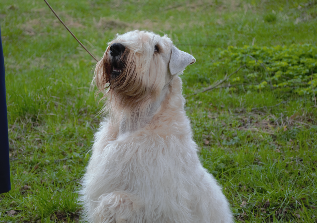 Пьяный туляк ударил собачника металлической трубой, а в ответ получил ножевое ранение в живот