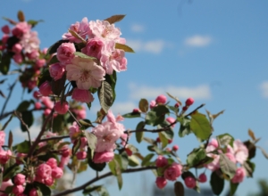 В Белевском районе отменен карантинный режим на площади более 5 тысяч гектаров