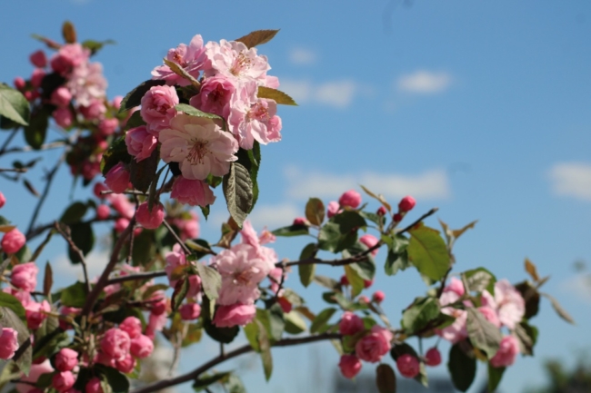 Ð ÐÐµÐ»ÐµÐ²ÑÐºÐ¾Ð¼ ÑÐ°Ð¹Ð¾Ð½Ðµ Ð¾ÑÐ¼ÐµÐ½ÐµÐ½ ÐºÐ°ÑÐ°Ð½ÑÐ¸Ð½Ð½ÑÐ¹ ÑÐµÐ¶Ð¸Ð¼ Ð½Ð° Ð¿Ð»Ð¾ÑÐ°Ð´Ð¸ Ð±Ð¾Ð»ÐµÐµ 5 ÑÑÑÑÑ Ð³ÐµÐºÑÐ°ÑÐ¾Ð²