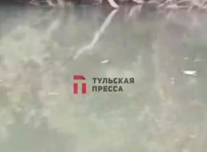 В Упе у деревни Маслово косяками гибнет рыба. Туляк прислал видео