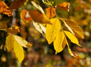 Туляков просят принести в парк желуди для оленей и косуль