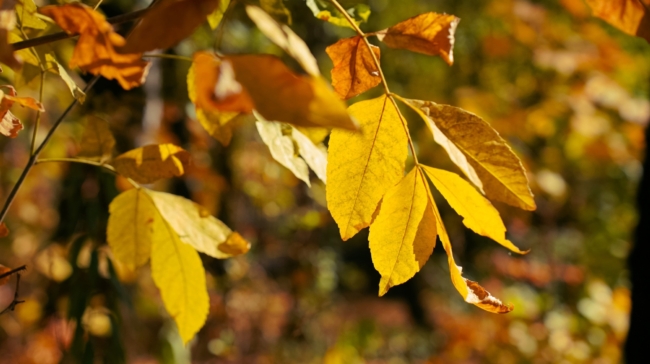 Ð¢ÑÐ»ÑÐºÐ¾Ð² Ð¿ÑÐ¾ÑÑÑ Ð¿ÑÐ¸Ð½ÐµÑÑÐ¸ Ð² Ð¿Ð°ÑÐº Ð¶ÐµÐ»ÑÐ´Ð¸ Ð´Ð»Ñ Ð¾Ð»ÐµÐ½ÐµÐ¹ Ð¸ ÐºÐ¾ÑÑÐ»Ñ