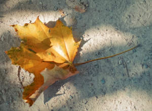 Туляков предупредили о заморозках в ночь на 30 сентября