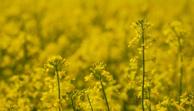 ÐÐ° Ð·ÐµÐ¼ÐµÐ»ÑÐ½Ð¾Ð¼ ÑÑÐ°ÑÑÐºÐµ Ð² ÐÐ¸Ð¼Ð¾Ð²ÑÐºÐ¾Ð¼ ÑÐ°Ð¹Ð¾Ð½Ðµ Ð¾Ð±Ð½Ð°ÑÑÐ¶Ð¸Ð»Ð¸ Ð¾Ð¿Ð°ÑÐ½ÑÐ¹ ÑÐ¾ÑÐ½ÑÐº