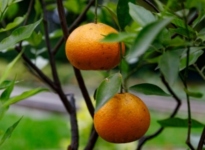 На Ясной Поляне появился октябрьский урожай из двух мандаринов