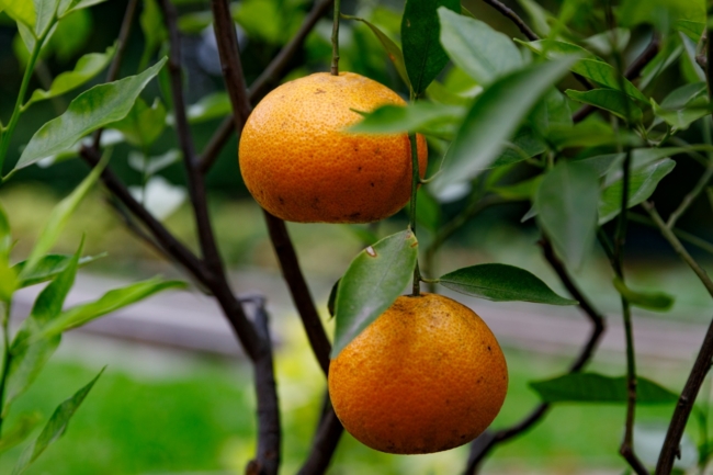 ÐÐ° Ð¯ÑÐ½Ð¾Ð¹ ÐÐ¾Ð»ÑÐ½Ðµ Ð¿Ð¾ÑÐ²Ð¸Ð»ÑÑ Ð¾ÐºÑÑÐ±ÑÑÑÐºÐ¸Ð¹ ÑÑÐ¾Ð¶Ð°Ð¹ Ð¸Ð· Ð´Ð²ÑÑ Ð¼Ð°Ð½Ð´Ð°ÑÐ¸Ð½Ð¾Ð²