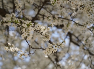 После холодной зимы туляков в 2026 году ждет ранняя весна