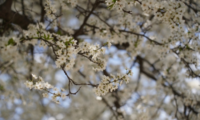 ÐÐ¾ÑÐ»Ðµ ÑÐ¾Ð»Ð¾Ð´Ð½Ð¾Ð¹ Ð·Ð¸Ð¼Ñ ÑÑÐ»ÑÐºÐ¾Ð² Ð² 2026 Ð³Ð¾Ð´Ñ Ð¶Ð´ÐµÑ ÑÐ°Ð½Ð½ÑÑ Ð²ÐµÑÐ½Ð°