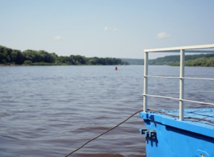 Автодор компенсировал ущерб природе: тульская Ока пополнилась тысячей мальков стерляди