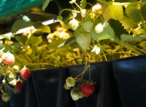 На сайте «Флорали Флор» торговали семенами неизвестного происхождения