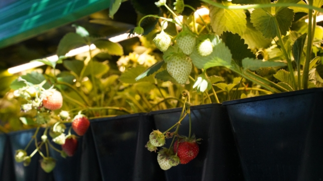 ÐÐ° ÑÐ°Ð¹ÑÐµ Â«Ð¤Ð»Ð¾ÑÐ°Ð»Ð¸ Ð¤Ð»Ð¾ÑÂ» ÑÐ¾ÑÐ³Ð¾Ð²Ð°Ð»Ð¸ ÑÐµÐ¼ÐµÐ½Ð°Ð¼Ð¸ Ð½ÐµÐ¸Ð·Ð²ÐµÑÑÐ½Ð¾Ð³Ð¾ Ð¿ÑÐ¾Ð¸ÑÑÐ¾Ð¶Ð´ÐµÐ½Ð¸Ñ