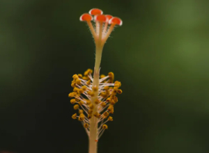 В Богородицком районе ввели карантин из-за ядовитого растения-паразита