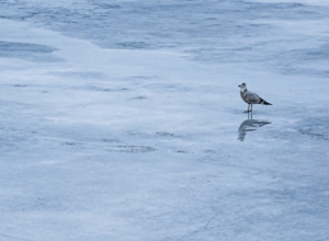 Синоптик рассказал, ждать ли тулякам 25-градусных морозов этой зимой