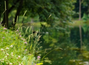 В «Тульских засеках» может появиться плата за вход