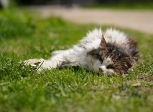 Всего по одной: в ГД хотят ограничить число собак и кошек в квартирах