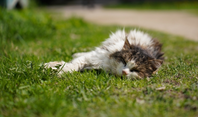 ÐÑÐµÐ³Ð¾ Ð¿Ð¾ Ð¾Ð´Ð½Ð¾Ð¹: Ð² ÐÐ ÑÐ¾ÑÑÑ Ð¾Ð³ÑÐ°Ð½Ð¸ÑÐ¸ÑÑ ÑÐ¸ÑÐ»Ð¾ ÑÐ¾Ð±Ð°Ðº Ð¸ ÐºÐ¾ÑÐµÐº Ð² ÐºÐ²Ð°ÑÑÐ¸ÑÐ°Ñ