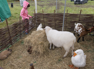 В Тульской области вырос спрос на бронирование ферм и в глэмпингов