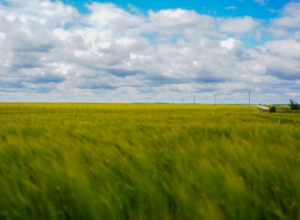 В Ясногорском районе установили карантин по повилике