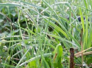 Растение-паразит захватило Щекинский район: из-за повилики введен карантин