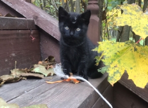 Музей-усадьба «Дворяниново» под Тулой ищет добрые руки для пятерых котят