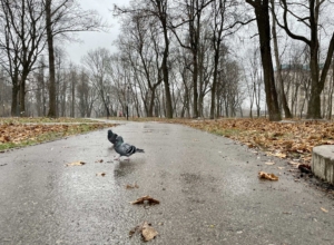 На выходных в Туле и области снова ожидаются дожди