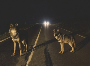 Это, скорее всего, фейк: в тульском минприроды прокомментировали фотографию волков в Плавском районе